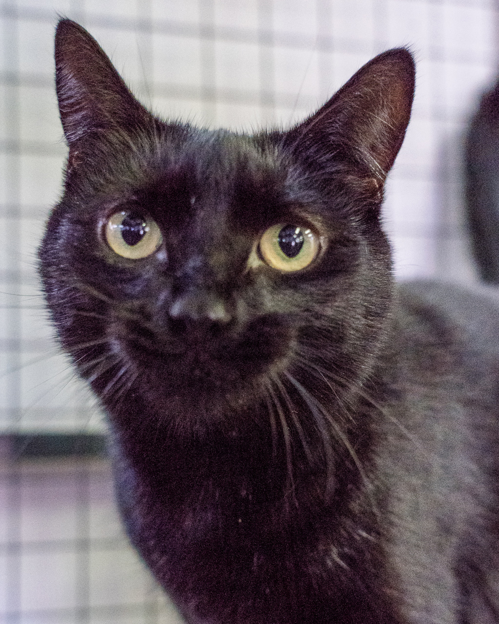 Milly, photo 3