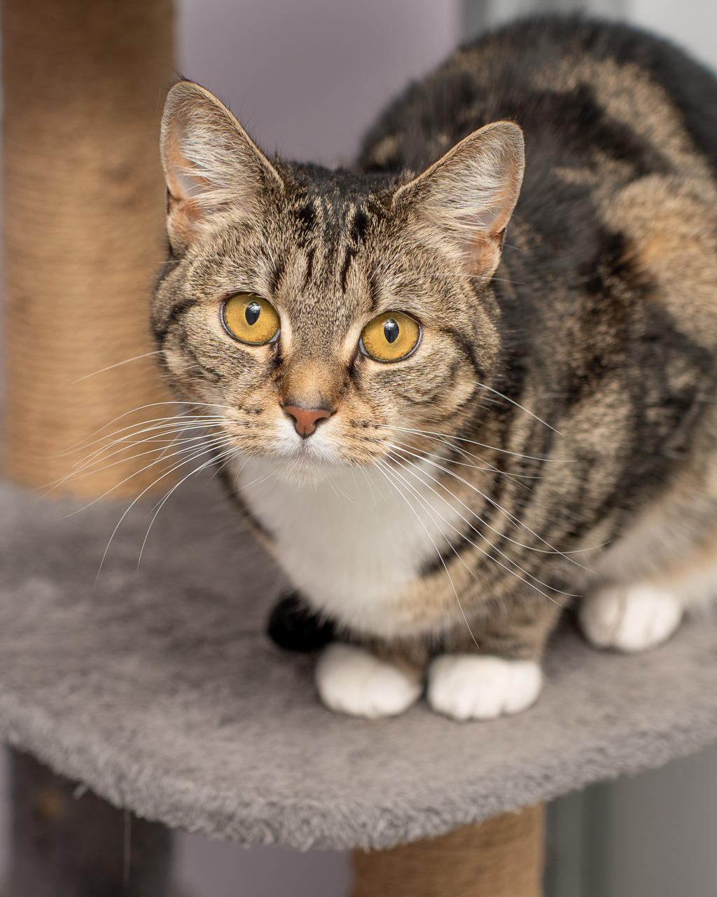 Photo of Paisley