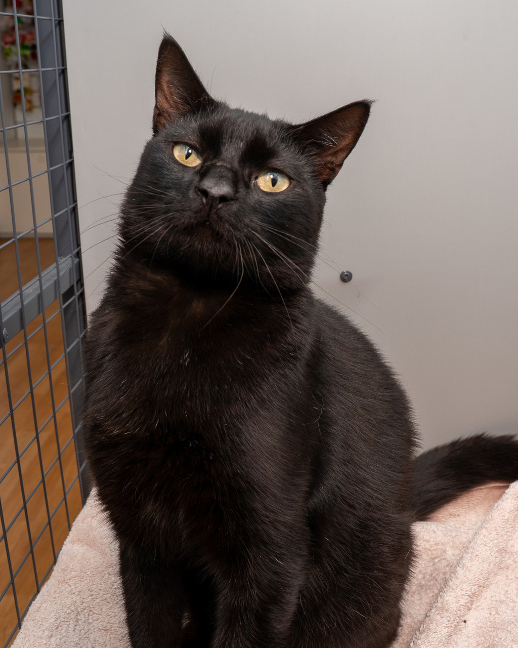 Photo of Sable